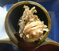 海遊館のＣＭでお馴染みの。