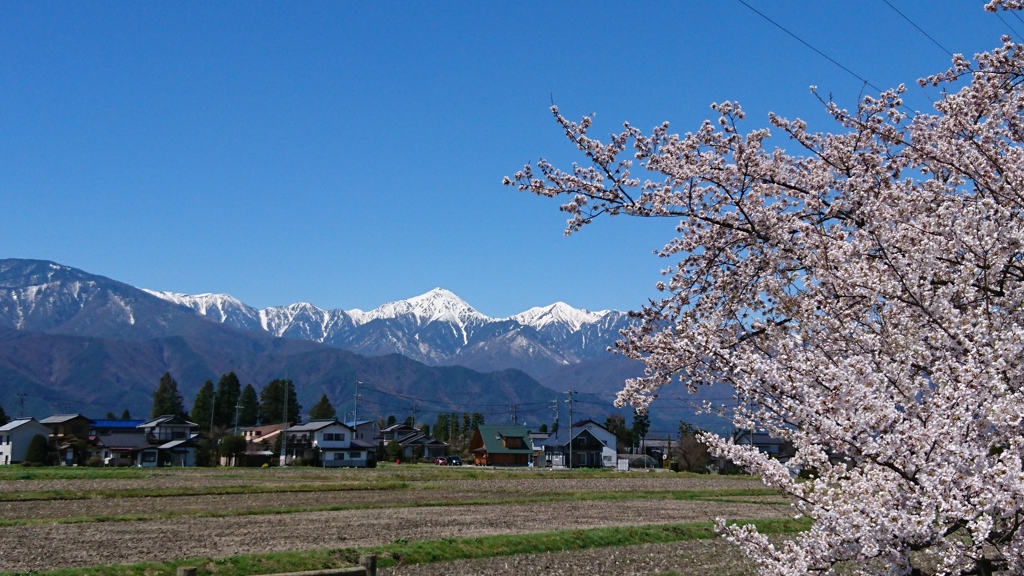 桜と山。