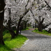 桜を追いかけた一日 高槻編其の弐。