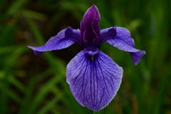 花菖蒲。