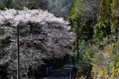 桜の道。