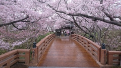 日本桜が名所中の名所。