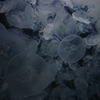 雪の如く。