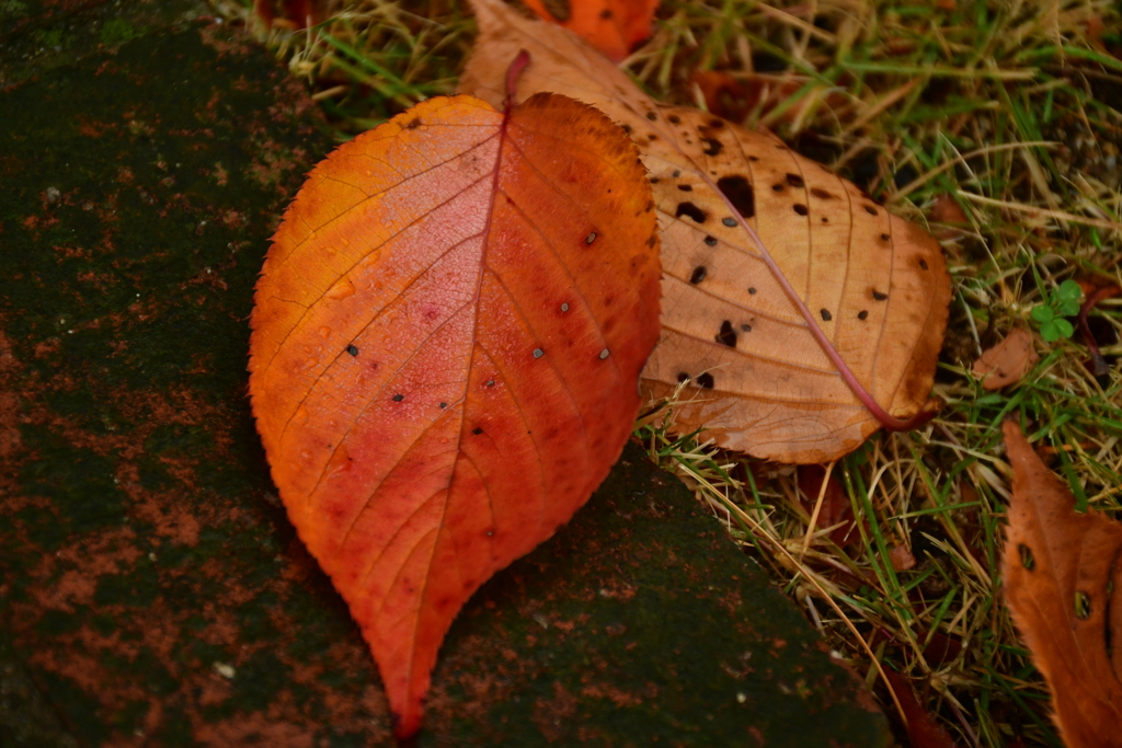 秋の記憶。