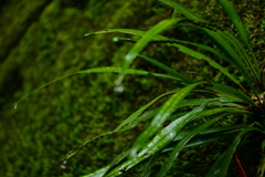 雨ニモマケズ。