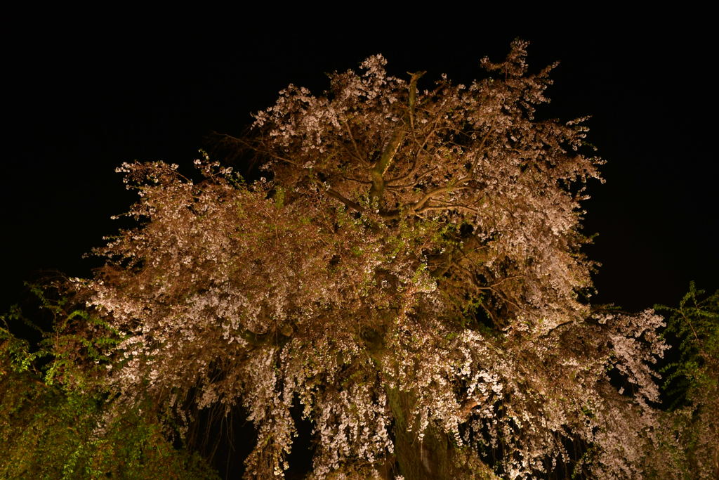 想い出の桜。