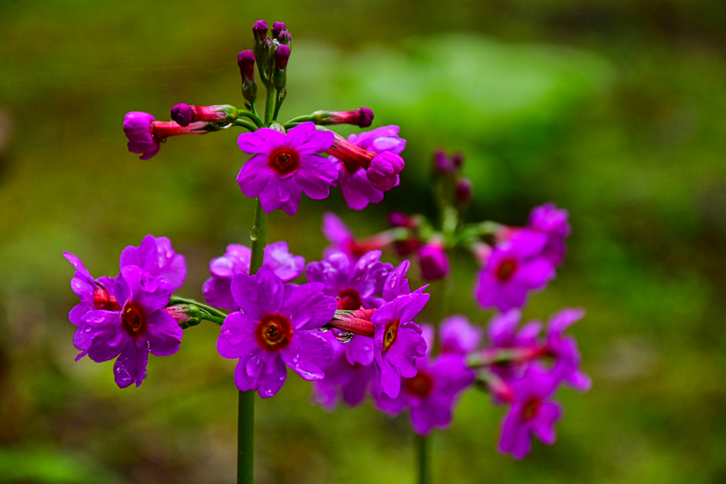 何の花だったかな・・・。