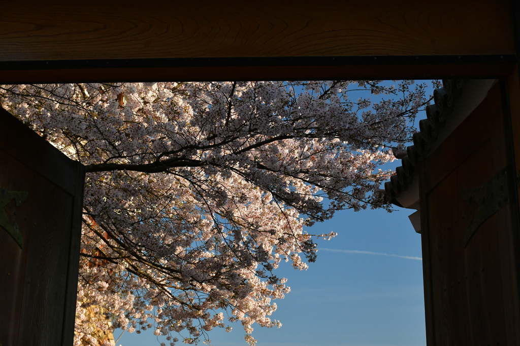 桜の門。