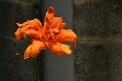 路傍の花。