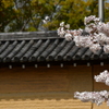桜日和。