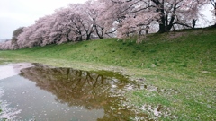 雨上がりに桜は…。