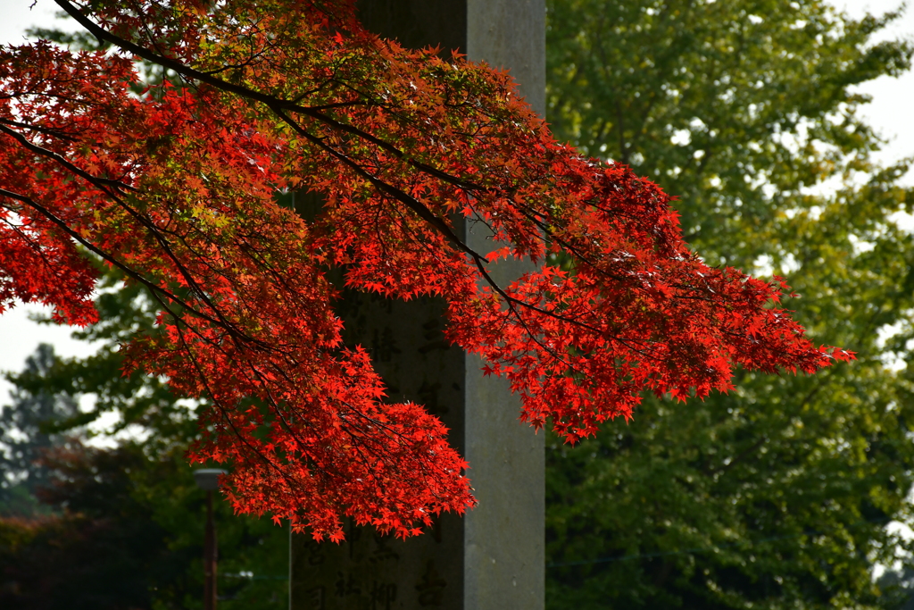 紅に染まる。