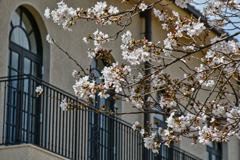 祝福の桜。