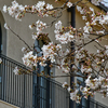 祝福の桜。