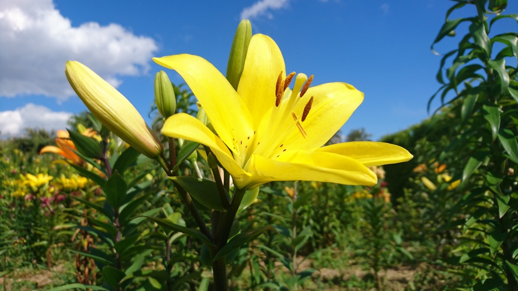 黄色いお花。