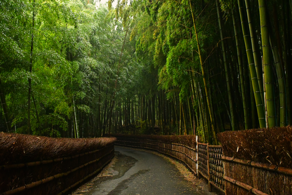 竹林雨情。