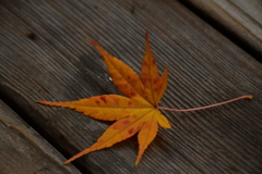 今日の落ち葉。