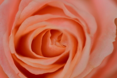 薔薇、その景。