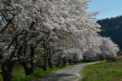 桜花道中。