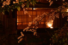 祇園の桜。
