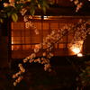 祇園の桜。