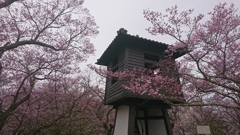 悲願桜が…。