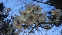 薄暮の桜。