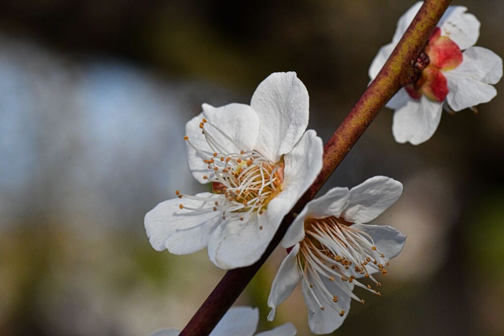 源氏の花。