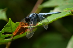 蜻蛉。