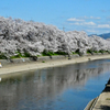 今年も来ました。