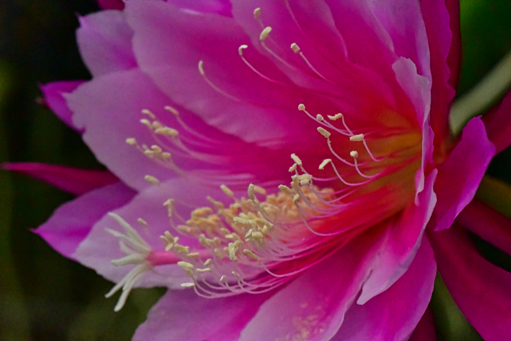 魅惑の華。