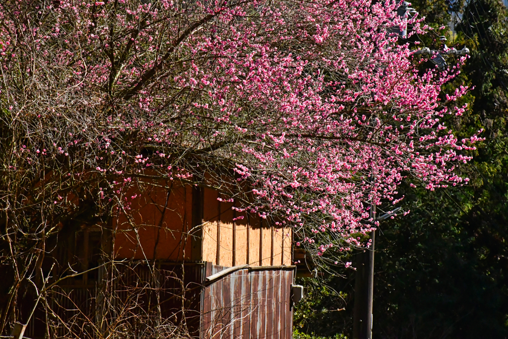 里山の春。