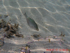 揺らめきに１人。