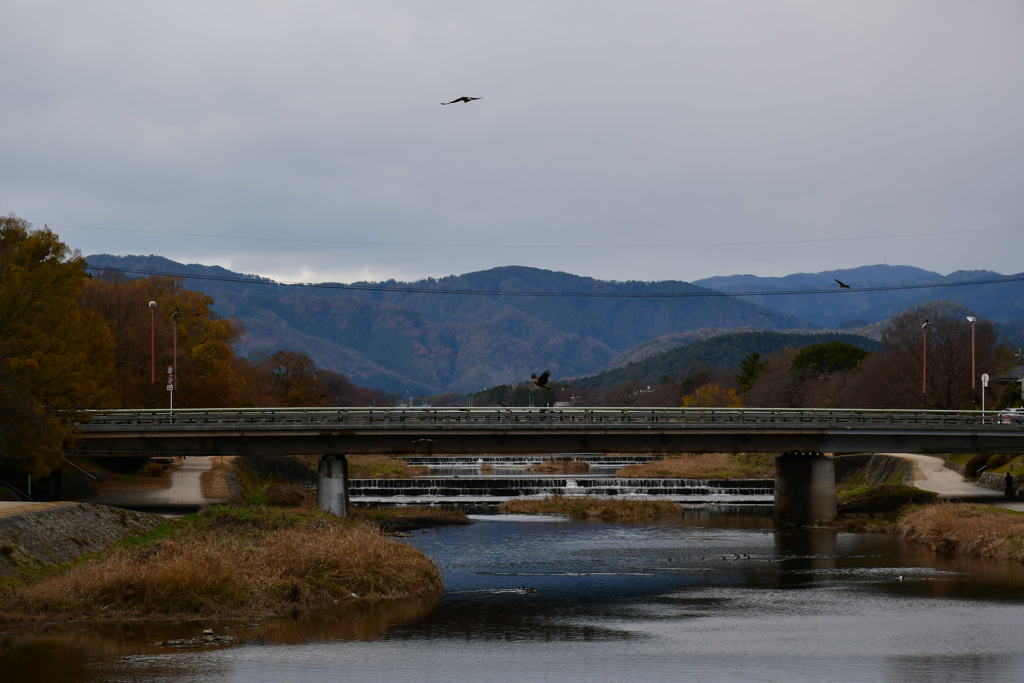鴨川風情。