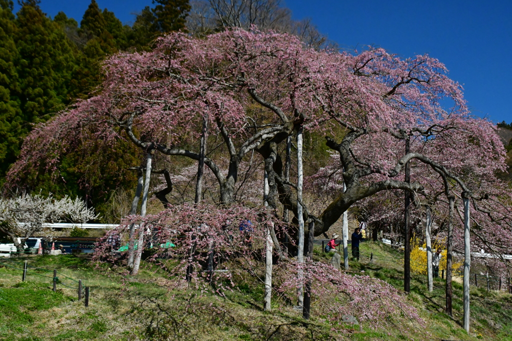 桜さくらサクラ。