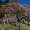 桜さくらサクラ。