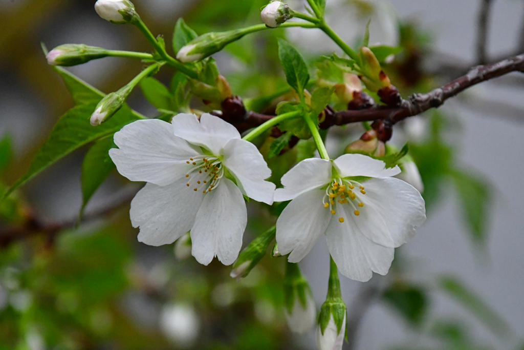 我が家の桜。