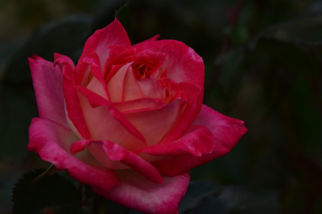 薔薇の花。