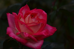 薔薇の花。