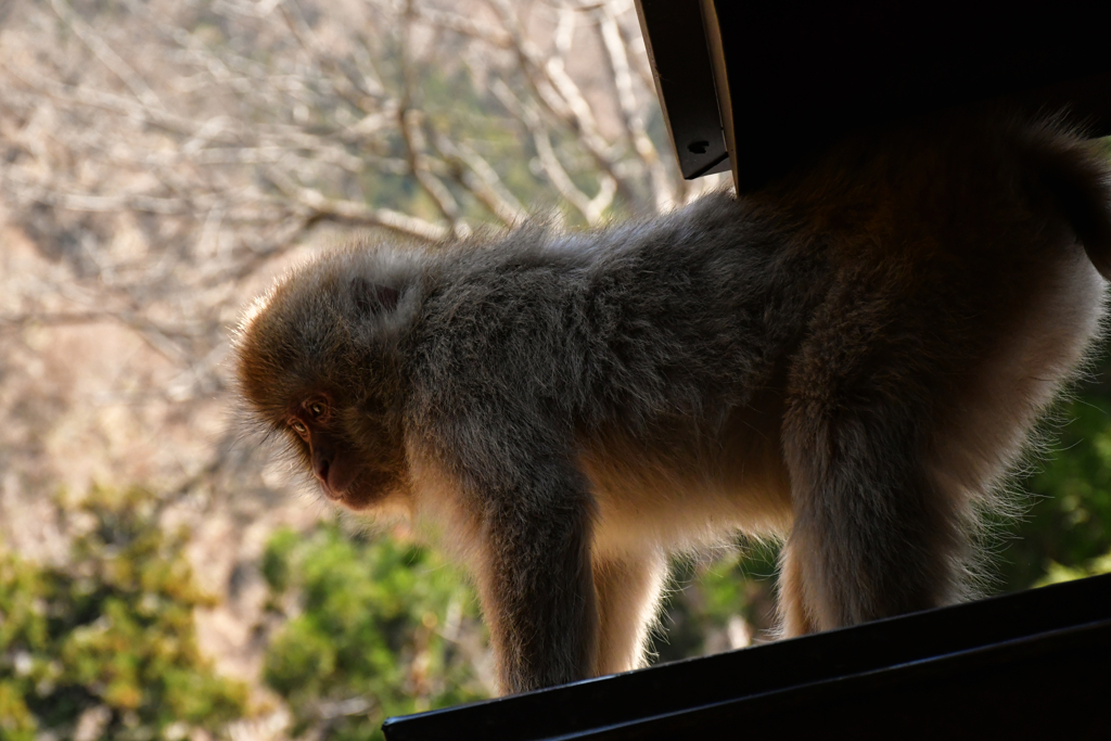 野猿。