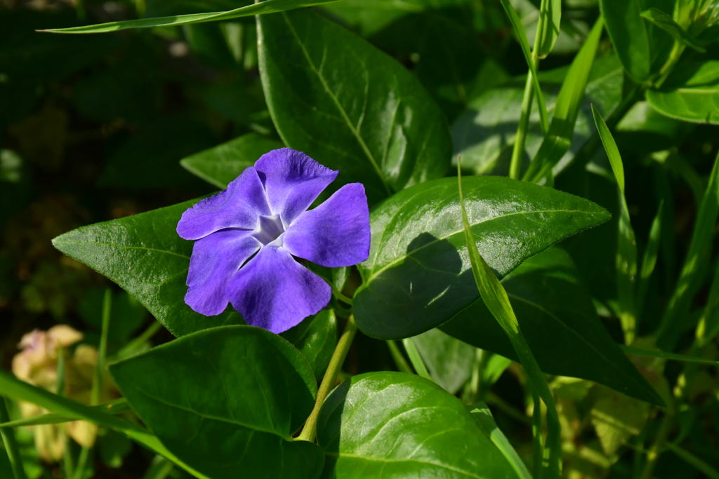 花。
