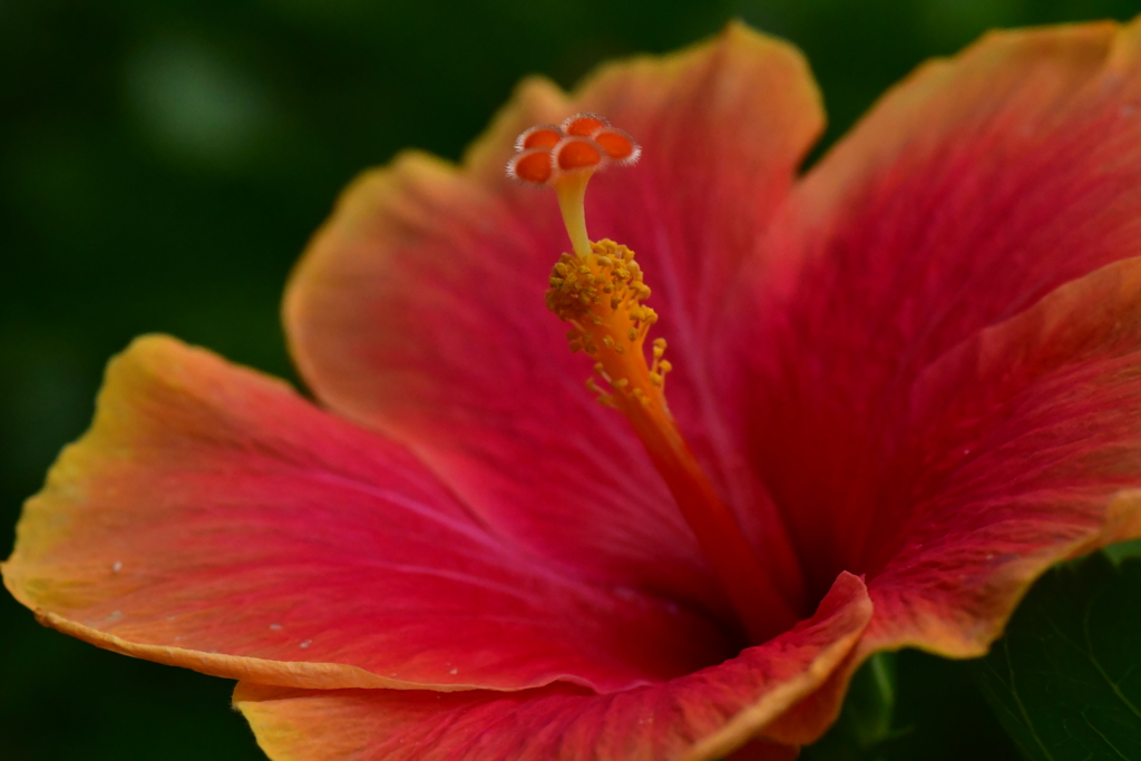 南国の花。