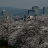 桜を追いかけた一日 高槻編。