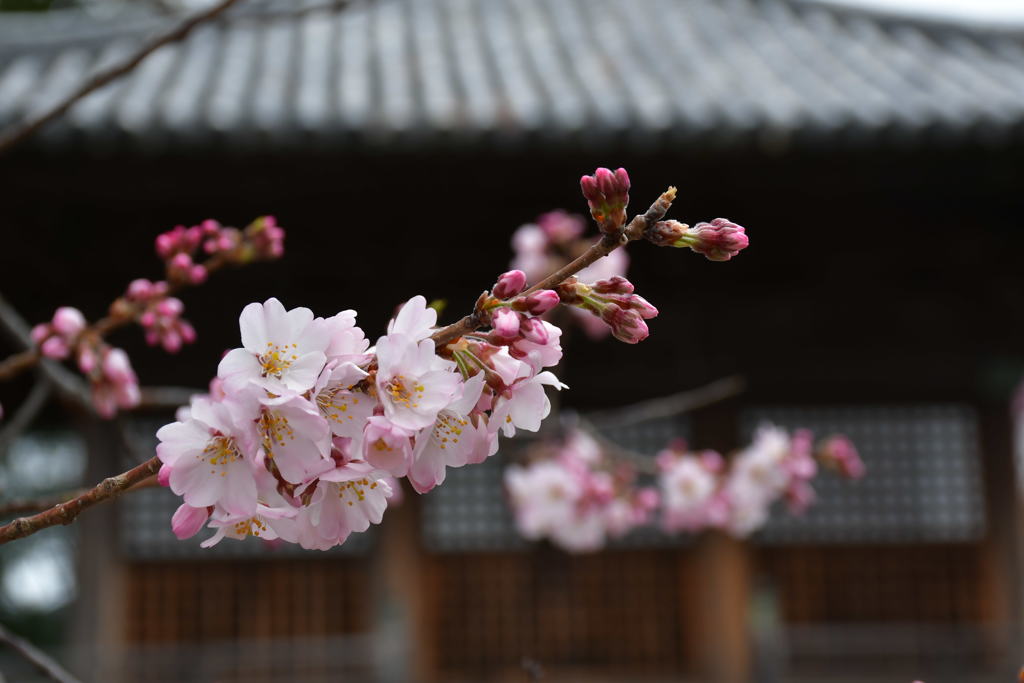 開花宣言。