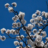 蒼天に桜。