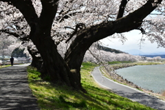 桜の径。