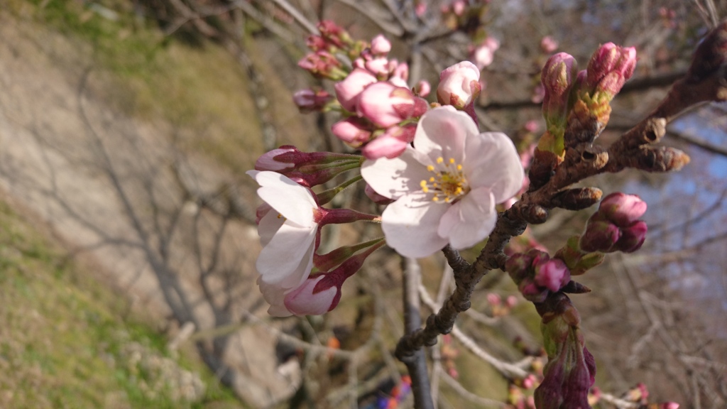 桜。