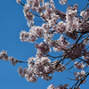 蒼天に桜。