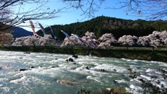 和良川を鯉が昇る。