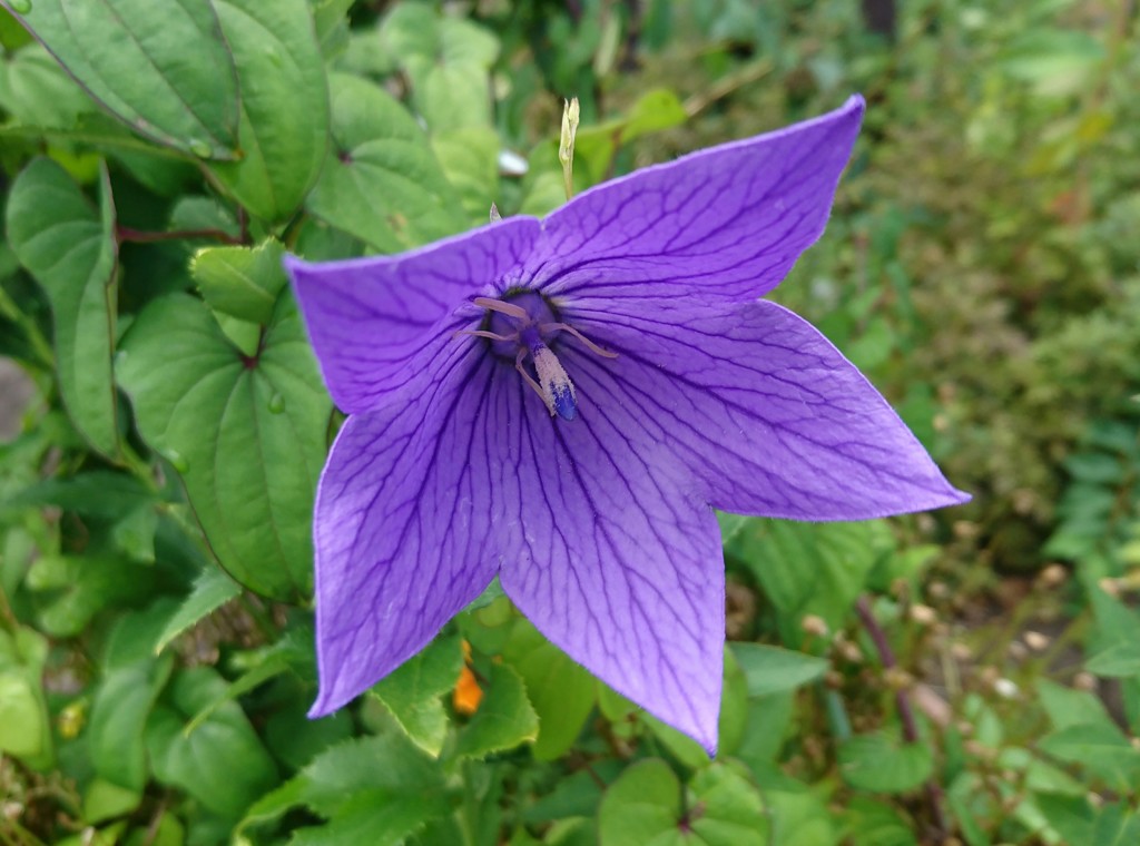 桔梗が咲きました。